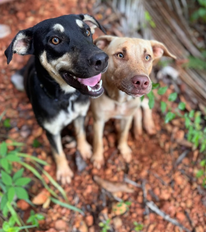 Coco and Blu, the resident dogs of Casa Selva Azul