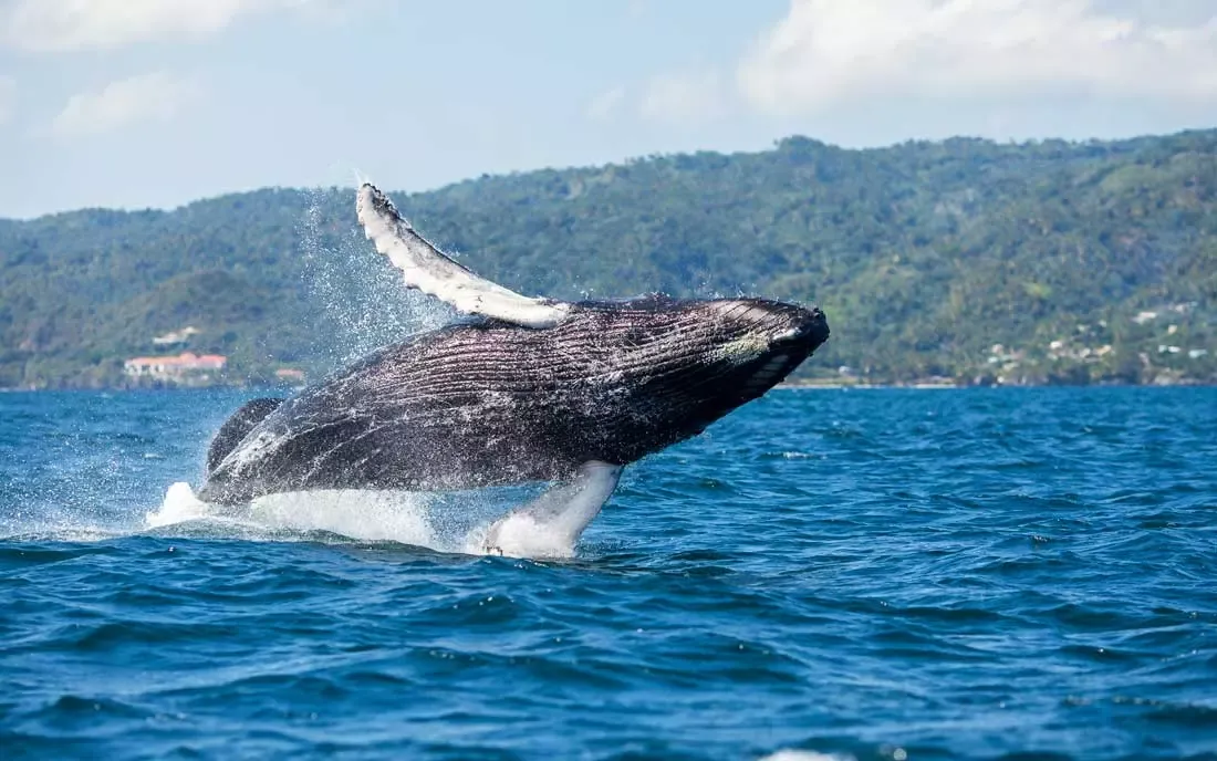 Whale Watching